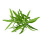 Tarragon Tarragon (Artemisia dracunculus) isolated on white background
