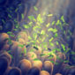 Intestinal bacteria, Gut flora health Gut flora,